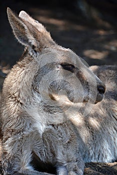 The kangaroo