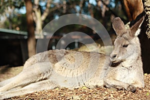 Kangaroo
