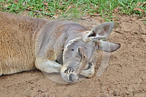 Kangaroo