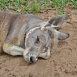 Kangaroo