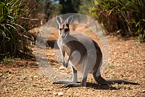 Kangaroo amidst Australian nature on a scorching hot day