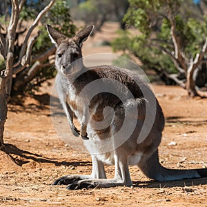 Kangaroo amidst Australian nature on a scorching hot day photo