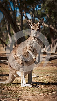 Kangaroo amidst Australian nature on a scorching hot day photo
