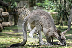a kangaroo in animal husbandry