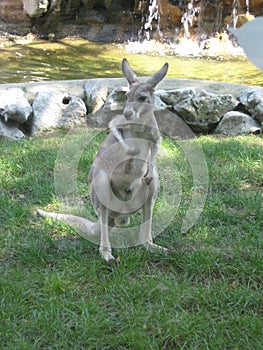 Kangaroo, Animal Wildlife, Australian, Mammalians, Young, Zoo