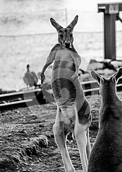 Kangaroo assuming the pose of a boxer photo