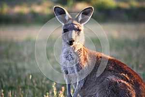 Kangaroo in Australia.