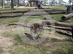 a kangaroo... Australia
