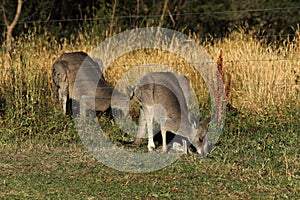 Kangaroo in Australia
