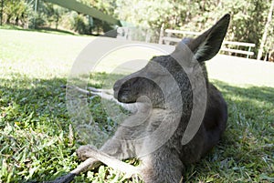 Kangaroo at australia zoo
