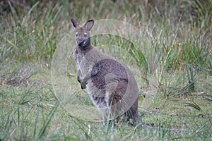 Kangaroo Australian icon animal symbol. A close-up of a kangaroo.