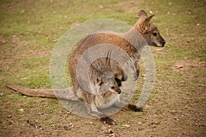 Kangaroo with baby