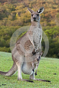 Kangaroo with Baby Joey in Pouch