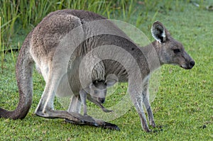 Kangaroo with Baby Joey in Pouch