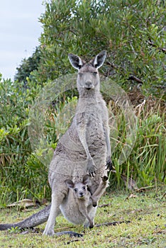 Kangaroo With a Baby Joey in Pouch
