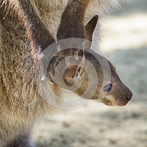 Kangaroo Baby with mother