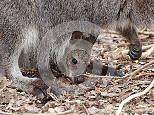 Kangaroo baby in mother's pouch