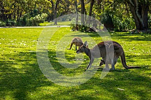 Kangaroo with a baby near Perth, Western Australia