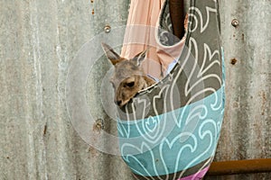 Kangaroo Baby