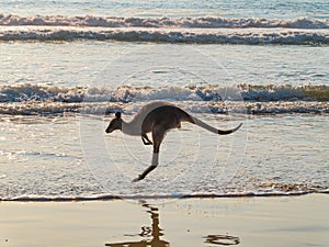 Kangaroo on the beach