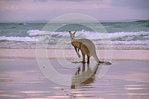 Kangaroo on the beach photo