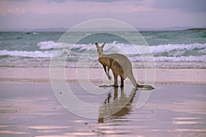 Kangaroo on the beach