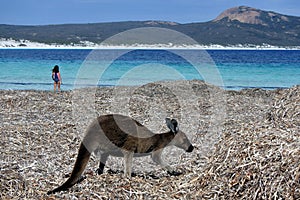 Kangaroo on the beach in Lucky Bay Cape le Grand in Western Australia