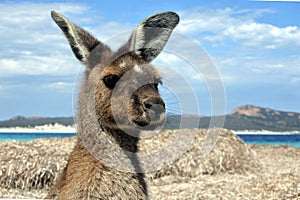 Kangaroo on the beach in Lucky Bay Cape le Grand in Western Australia