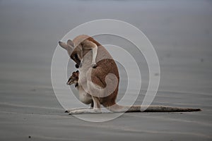 kangaroo on beach at sunrise, mackay, north queensland, australia