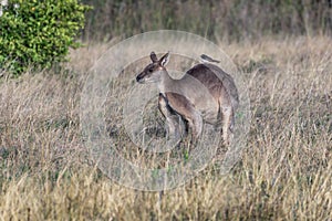 Kangaroo with a bird on it`s back