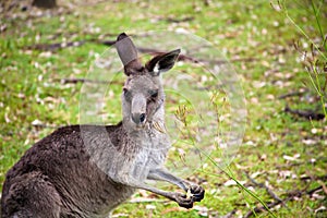 Kangaroo with a biscuit