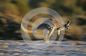 Kangaroo bouncing through desert