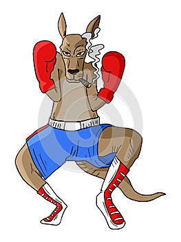 Kangaroo boxing