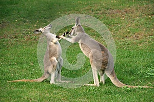 Kangaroo boxing