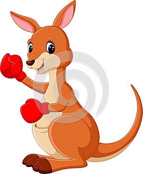 Kangaroo boxing