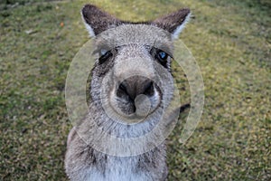 Kangaroo face photo