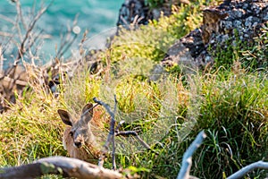 Kangaroo camouflaged in the bush