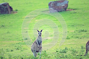 Kangaroo on a camp site in Australia