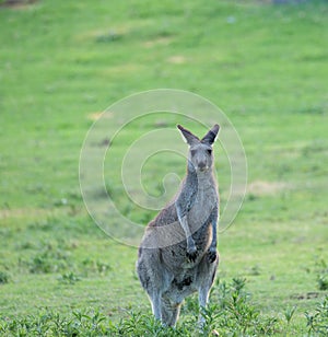 Kangaroo on a camp site in Australia