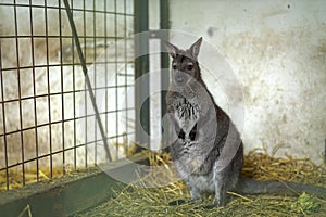 Kangaroo in captivity