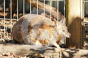Kangaroo in captivity at New South Wales, Australia.