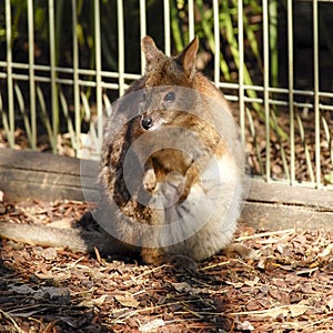 Kangaroo in captivity at New South Wales, Australia.