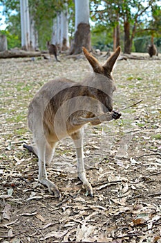 Kangaroo chewing on stick