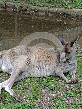 Kangaroo chillin. photo