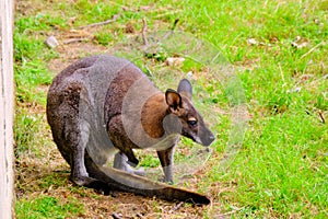 Kangaroo from the city zoo