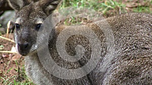 Kangaroo close up looking into camera