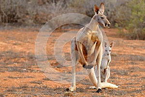 Kangaroo closeup in australia