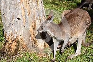 Kangaroo with cub in marsupial, tree background and green grass, sunlight shines