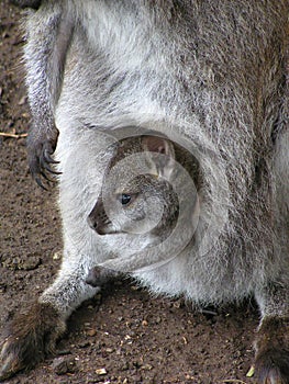 Kangaroo cub in mother`s pouch Tasmania, Australia