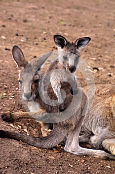 Kangaroo cub with mother, Tasmania, Australia